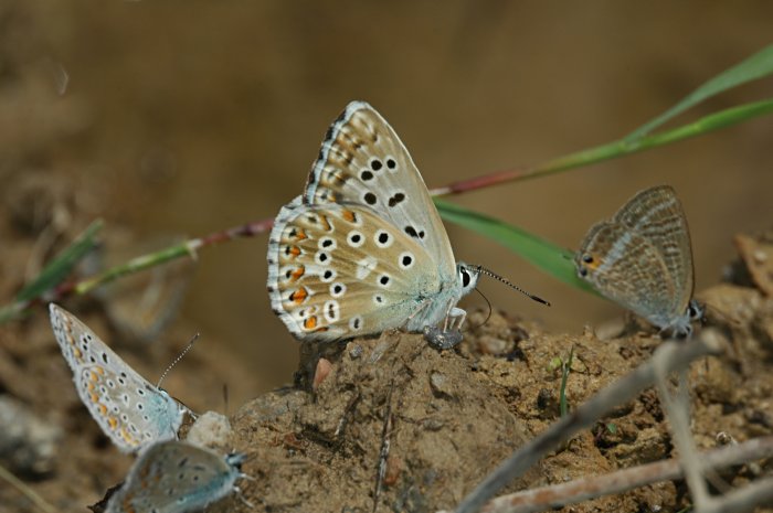 Eublemma ostrina